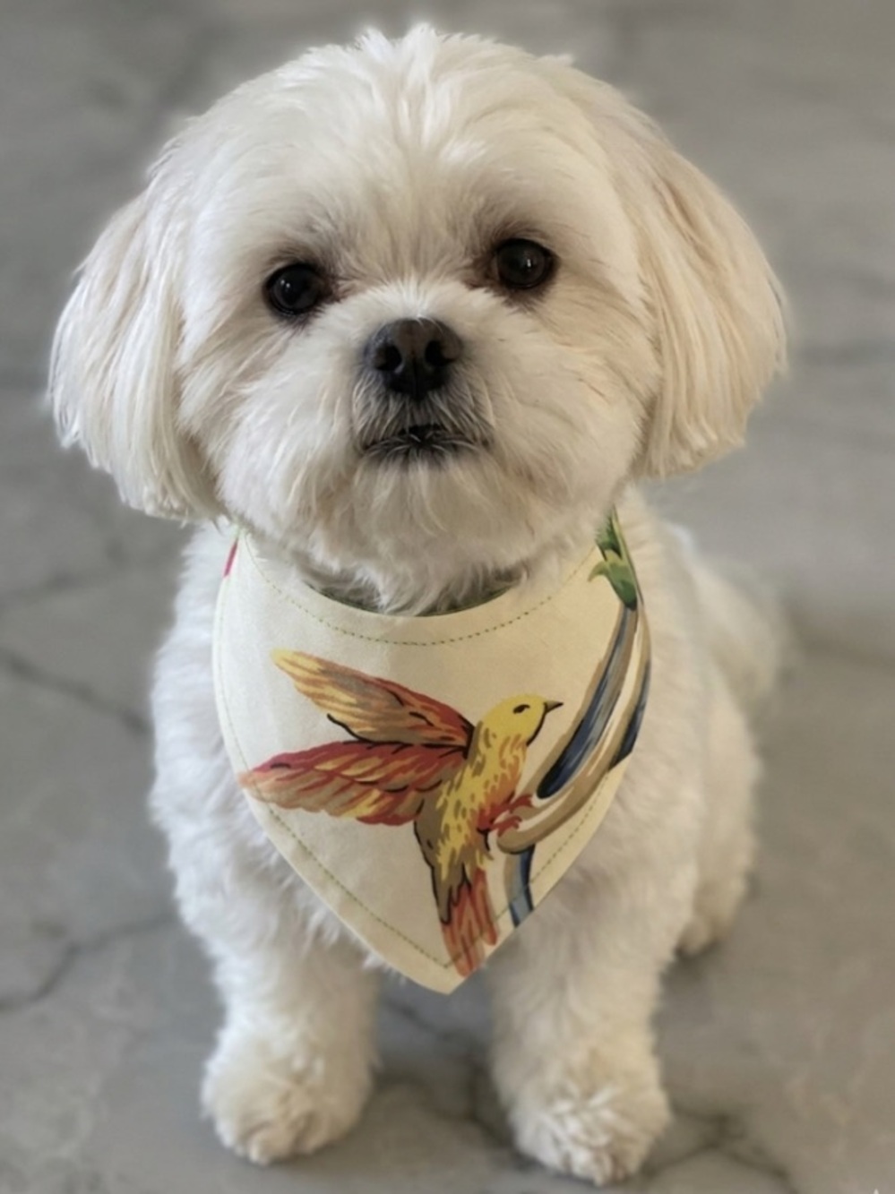 Botanical Breeze Dog Bandana BUNDLE (Handmade)